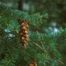 Douglas-Fir (Pseudotsuga menziesii)